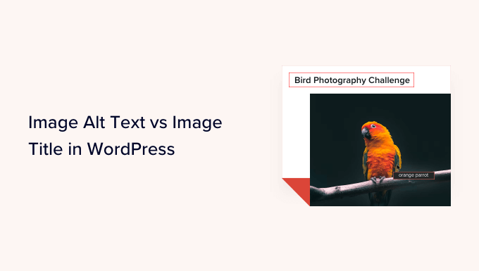You are currently viewing Texto alternativo da imagem vs. título da imagem no WordPress – qual é a diferença?